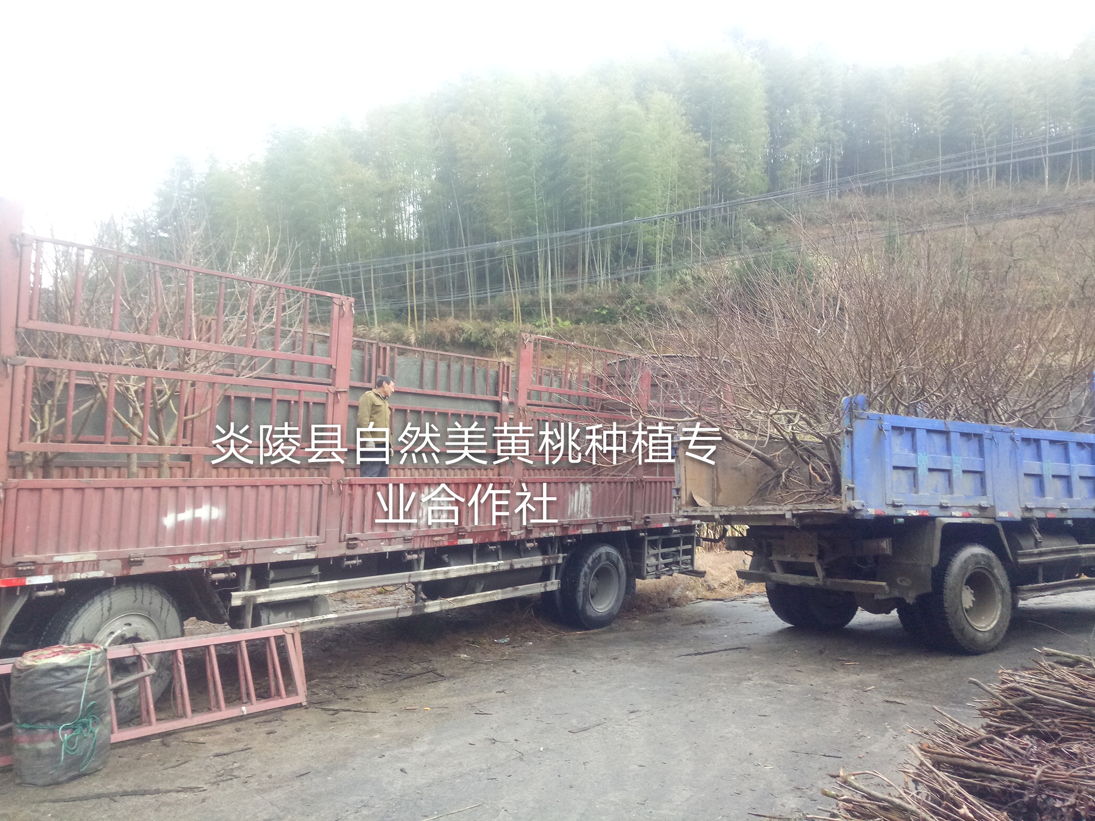 炎陵黃桃苗 炎陵黃桃-中國優(yōu)質(zhì)黃桃之鄉(xiāng) 基地* 炎陵黃桃-炎陵黃桃苗-黃桃苗