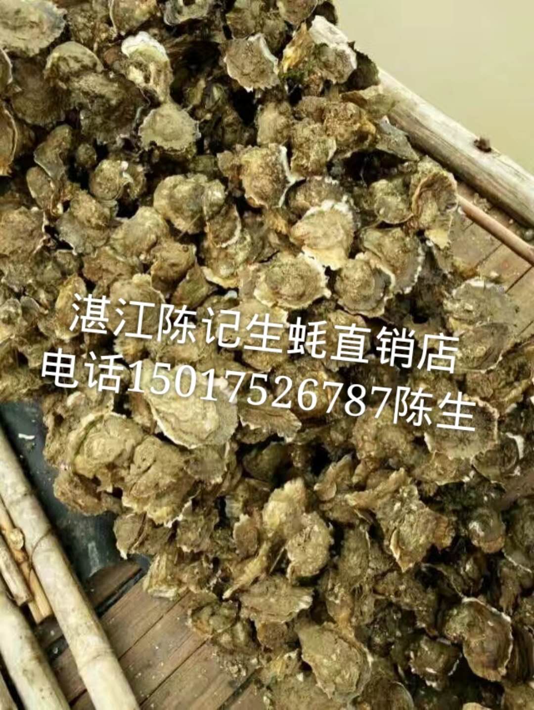 廣州生蠔批發(fā)價湛江生蠔批發(fā)