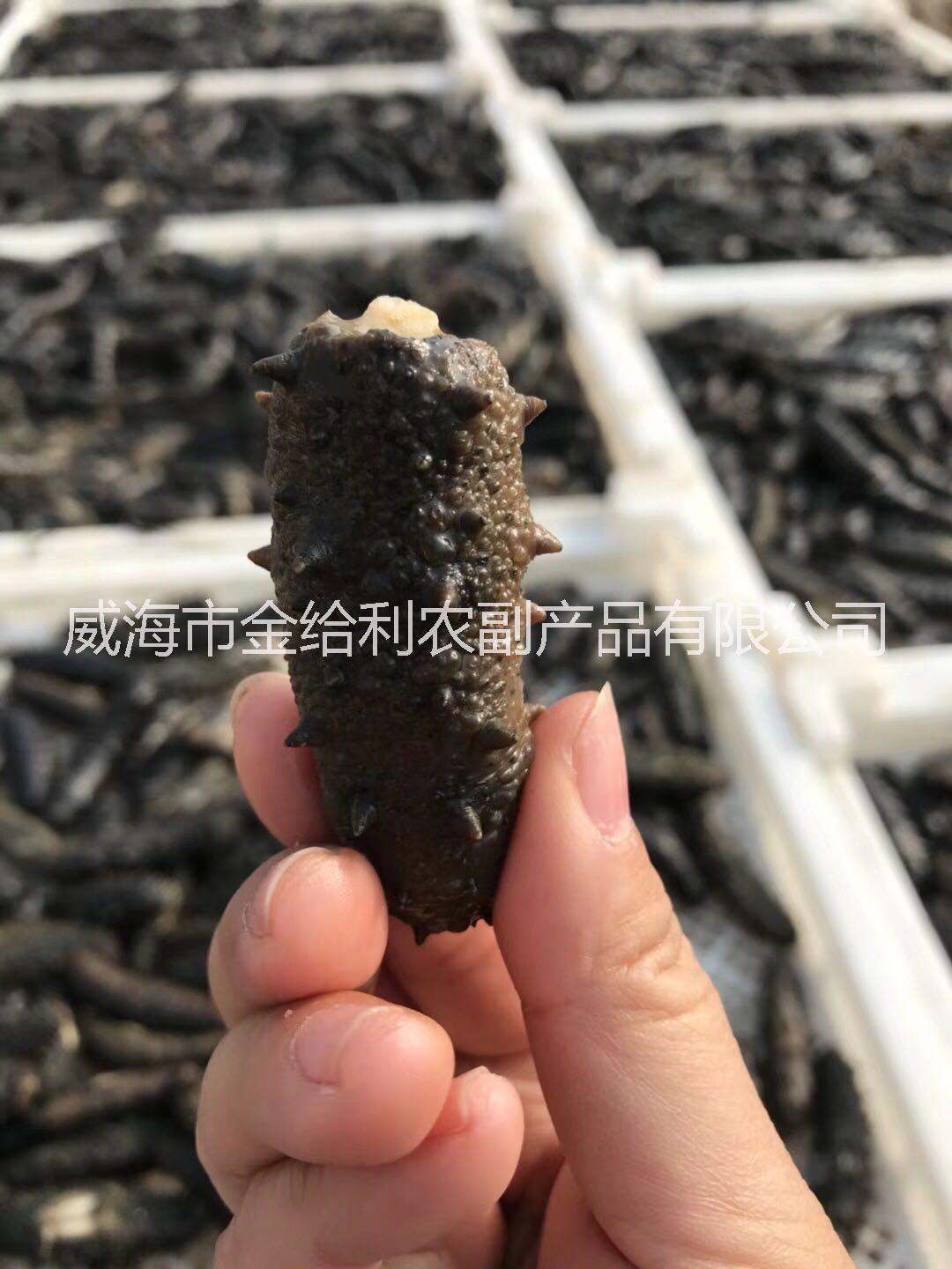 威海刺參海參多少錢(qián) 淡干海參批發(fā)