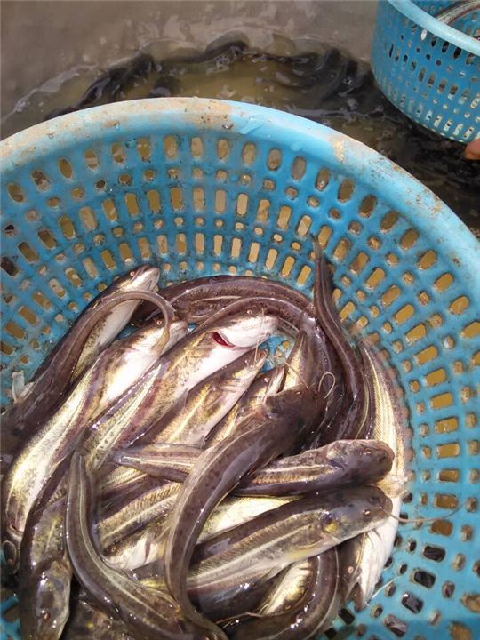 供應鯰魚魚苗苗_歡迎蒞臨基地參觀_*鯰魚魚苗 大口鯰魚苗 深圳大口鯰魚苗