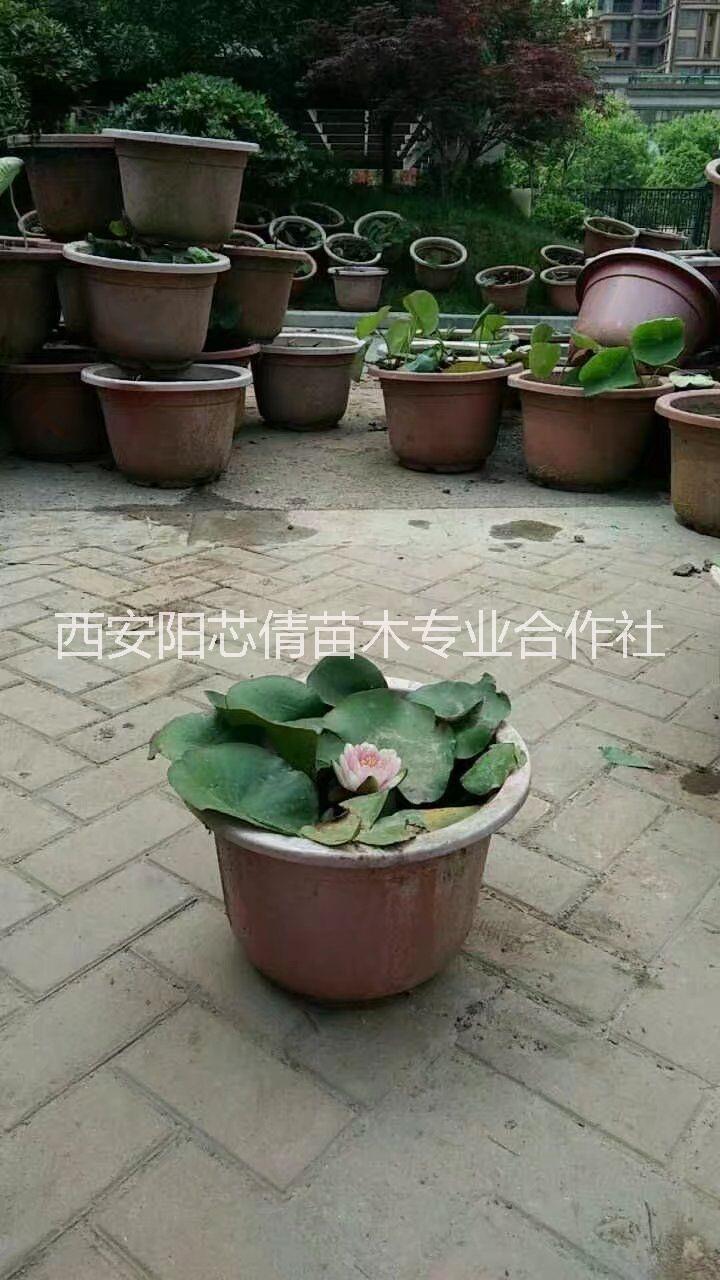 供應(yīng)荷花 供應(yīng)荷花，荷花批發(fā)，基地直銷，量大可從優(yōu)