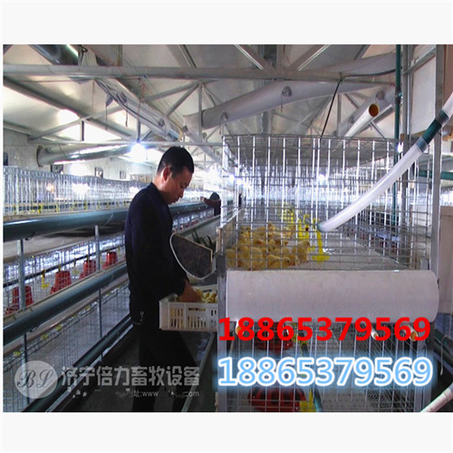 三層清糞帶 三層清糞帶鴿舍PP鴿糞帶 養(yǎng)鴿人的好幫手