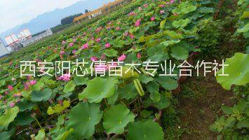 供應(yīng)荷花 供應(yīng)荷花，荷花批發(fā)，基地直銷，量大可從優(yōu)