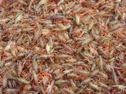 供應小龍蝦苗養(yǎng)殖 批發(fā)小龍蝦苗 合肥小龍蝦苗養(yǎng)殖技術 包回收 包成活
