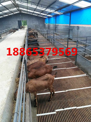 養(yǎng)羊用羊床用什么好處，長期用羊床對羊有什么影響嗎