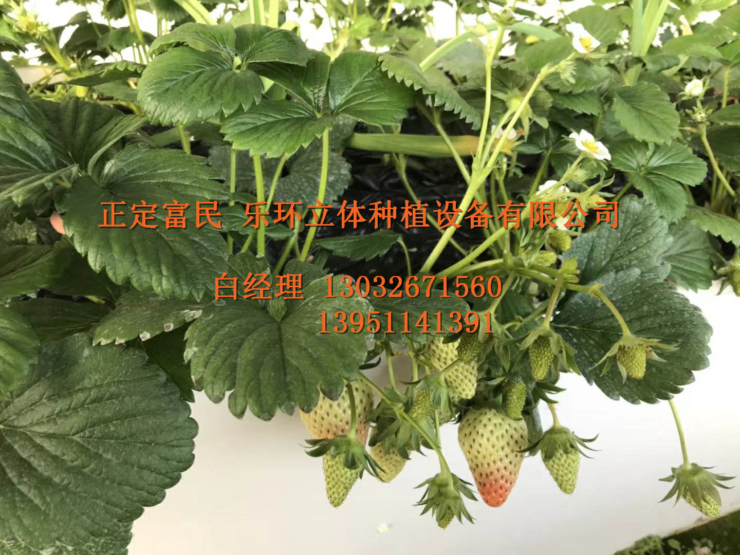 草莓種植槽  立體草莓種植槽