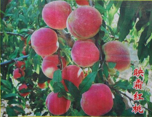 貴妃紅桃苗，映霜紅桃苗，沂蒙霜紅桃苗，春雪桃苗，秋彤桃苗