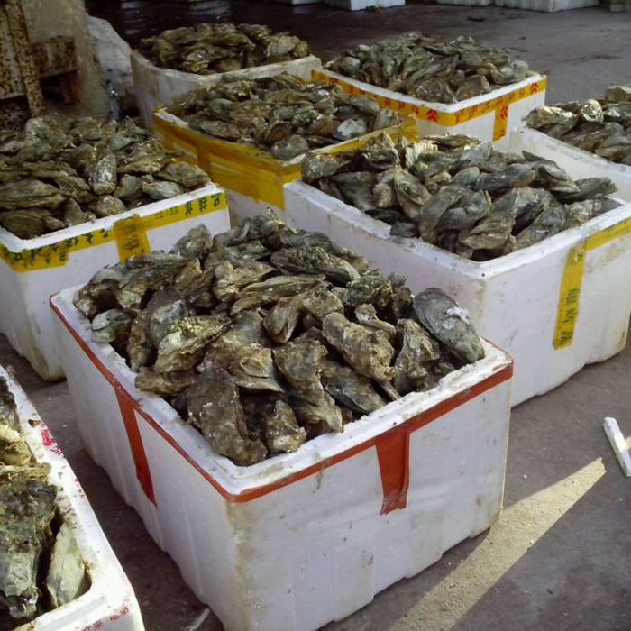 海鮮鮮活水產(chǎn)生蠔牡蠣海蠣子海蠣野 湛江生蠔 海鮮鮮活水產(chǎn)生蠔