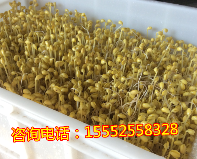 河北豆芽機價格 自動豆芽機   全自動豆芽機多少錢