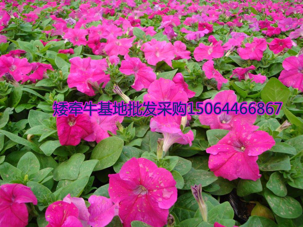 綠化常用花卉租擺花卉造型花卉種子基地一手供應(yīng)