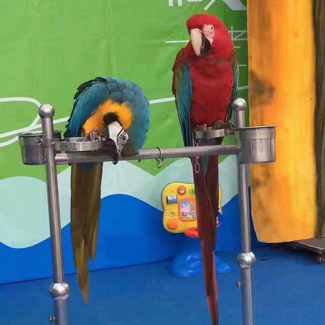 供應(yīng)高端百鳥園出租展覽，哪里有百鳥園租賃
