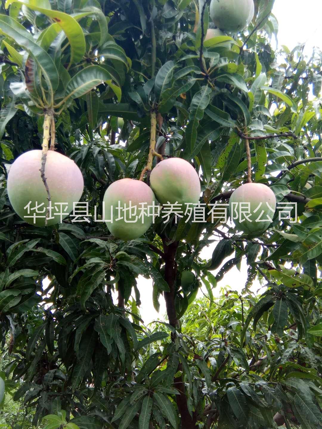 云南生態(tài)有機芒果     麗江芒果供應商     芒果有什么功效？