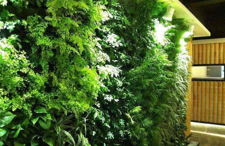 福建廈門(mén)植物墻植物背景墻公司形象墻室內(nèi)室外綠植墻設(shè)計(jì)制作安裝
