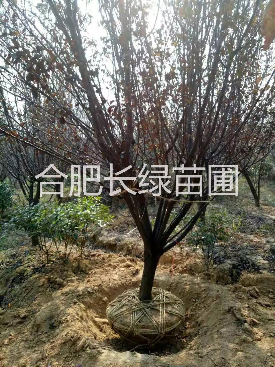 安徽合肥紅葉李地徑2-15公分價格，肥西叢生紅葉李苗圃基地