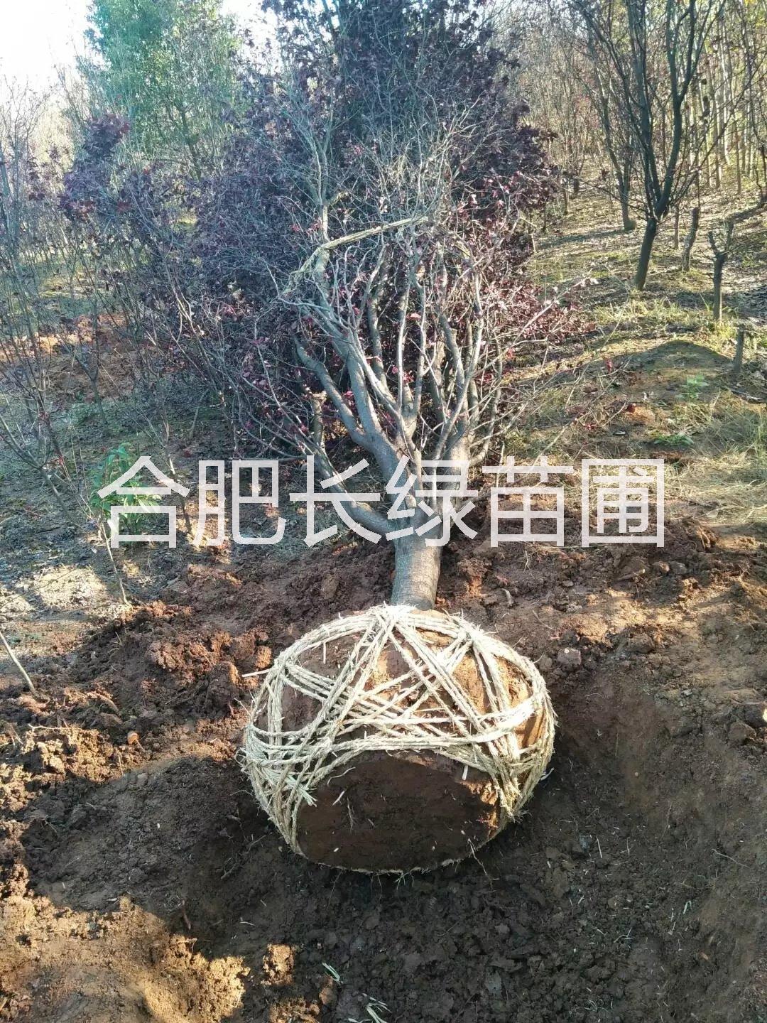安徽合肥紅葉李地徑2-15公分價格，肥西叢生紅葉李苗圃基地
