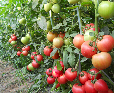 中農(nóng)五號番茄種子，大果型番茄種子