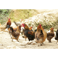 鳳花雞苗批發(fā)  鳳花雞苗 廣西鳳花雞苗 鳳花雞苗大量出售