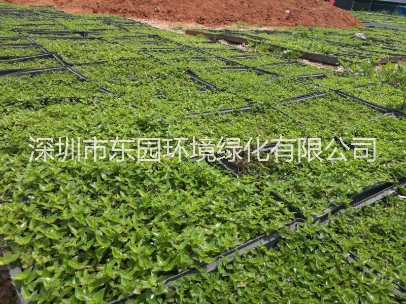 樓頂花園屋頂草坪輕型屋頂綠化