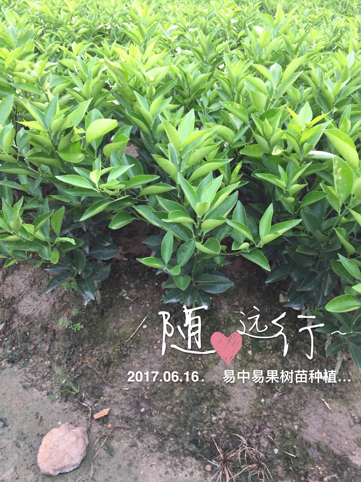 湖北皇帝柑樹(shù)苗價(jià)格  皇帝柑樹(shù)苗 皇帝柑樹(shù)苗批發(fā) 皇帝柑樹(shù)苗種植基地