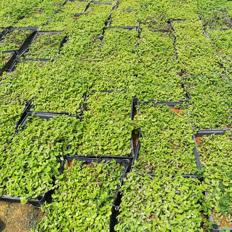 深圳鋪地錦竹草樓頂花園屋頂隔熱綠化
