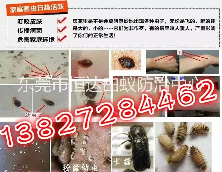 東莞各個(gè)鎮(zhèn)區(qū)白蟻防治花園白蟻防治
