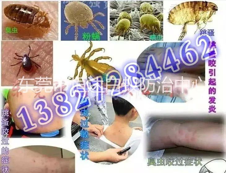 東莞專業(yè)滅白蟻公司,你身邊的白蟻