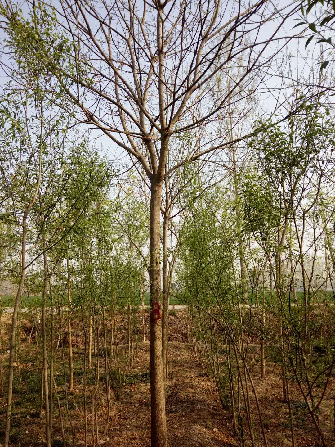 大量供應(yīng)10—20國槐