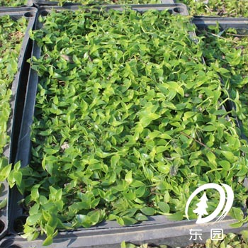 深圳鋪地錦竹草樓頂花園屋頂隔熱綠化