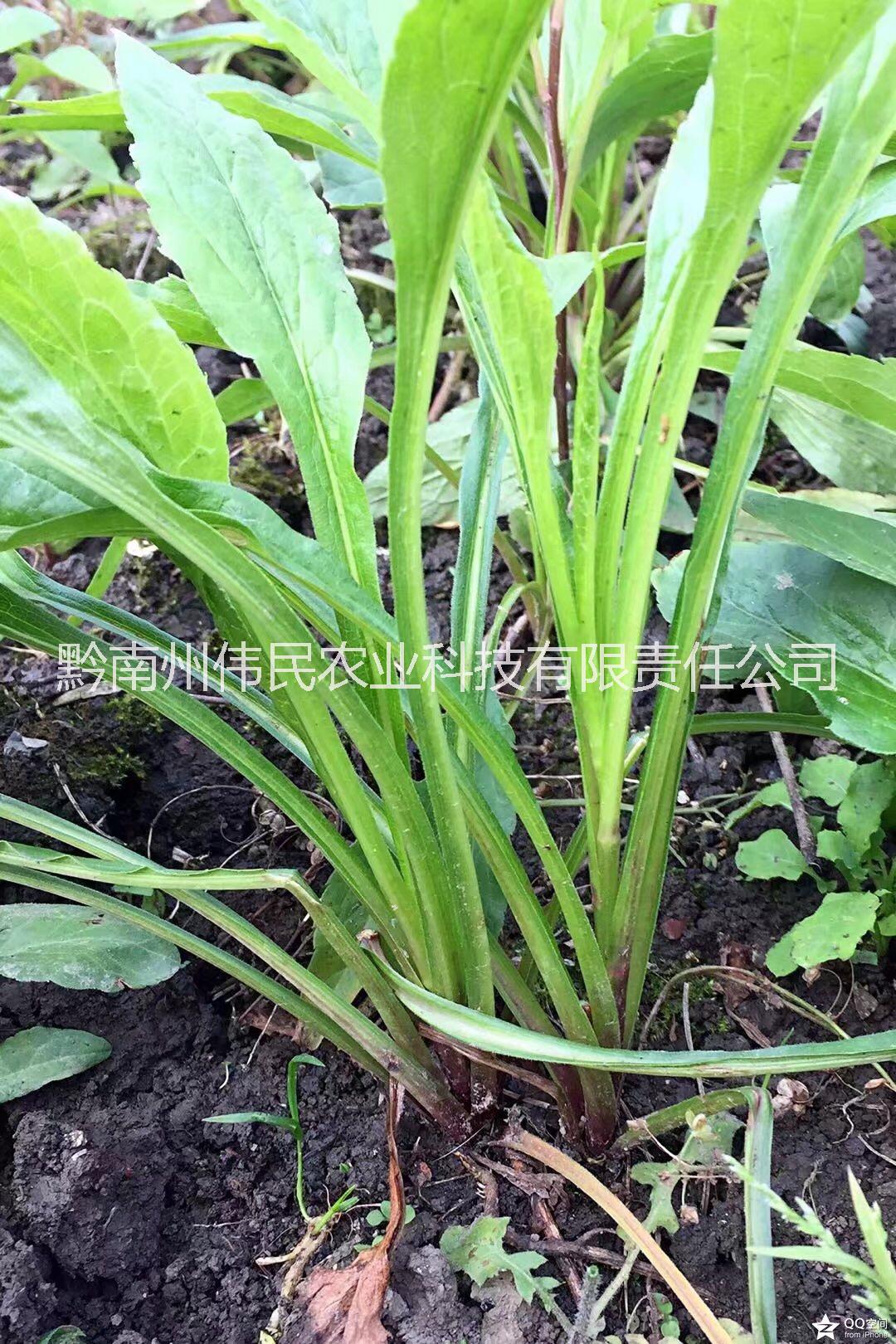 貴州黔南一枝黃花 貴州一枝黃花中藥材批發(fā) 一枝黃花中藥材批發(fā)報(bào)價(jià)