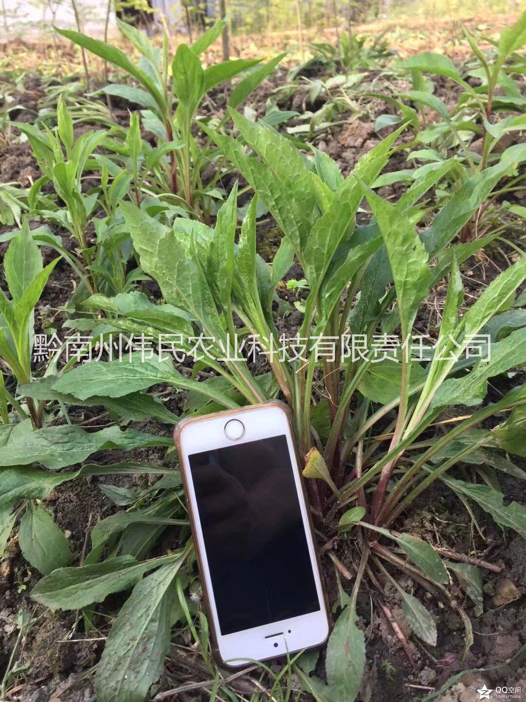 貴州黔南一枝黃花 貴州一枝黃花中藥材批發(fā) 一枝黃花中藥材批發(fā)報(bào)價(jià)