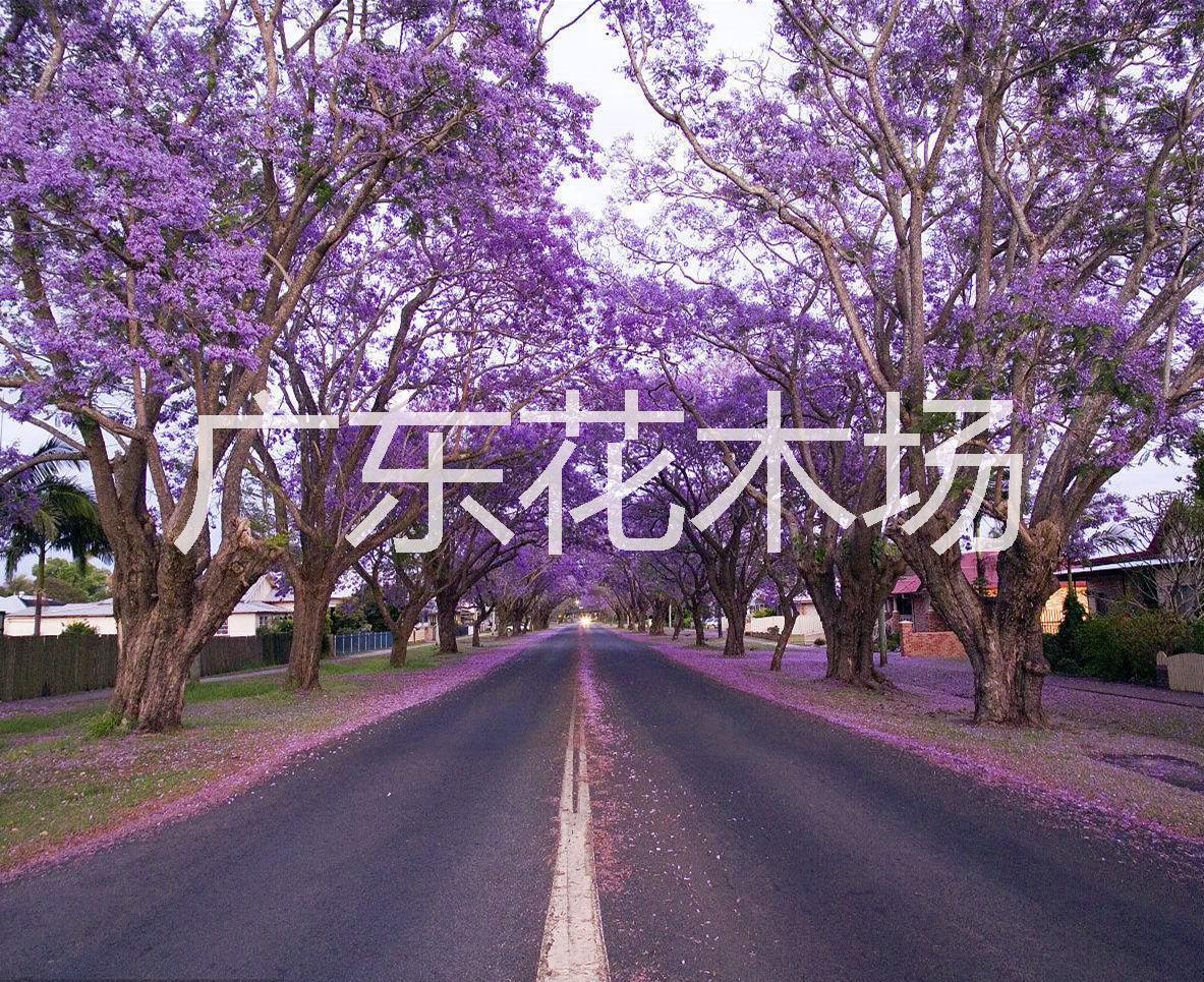 藍(lán)花楹|藍(lán)花楹批發(fā)|藍(lán)花楹批發(fā)價(jià)格