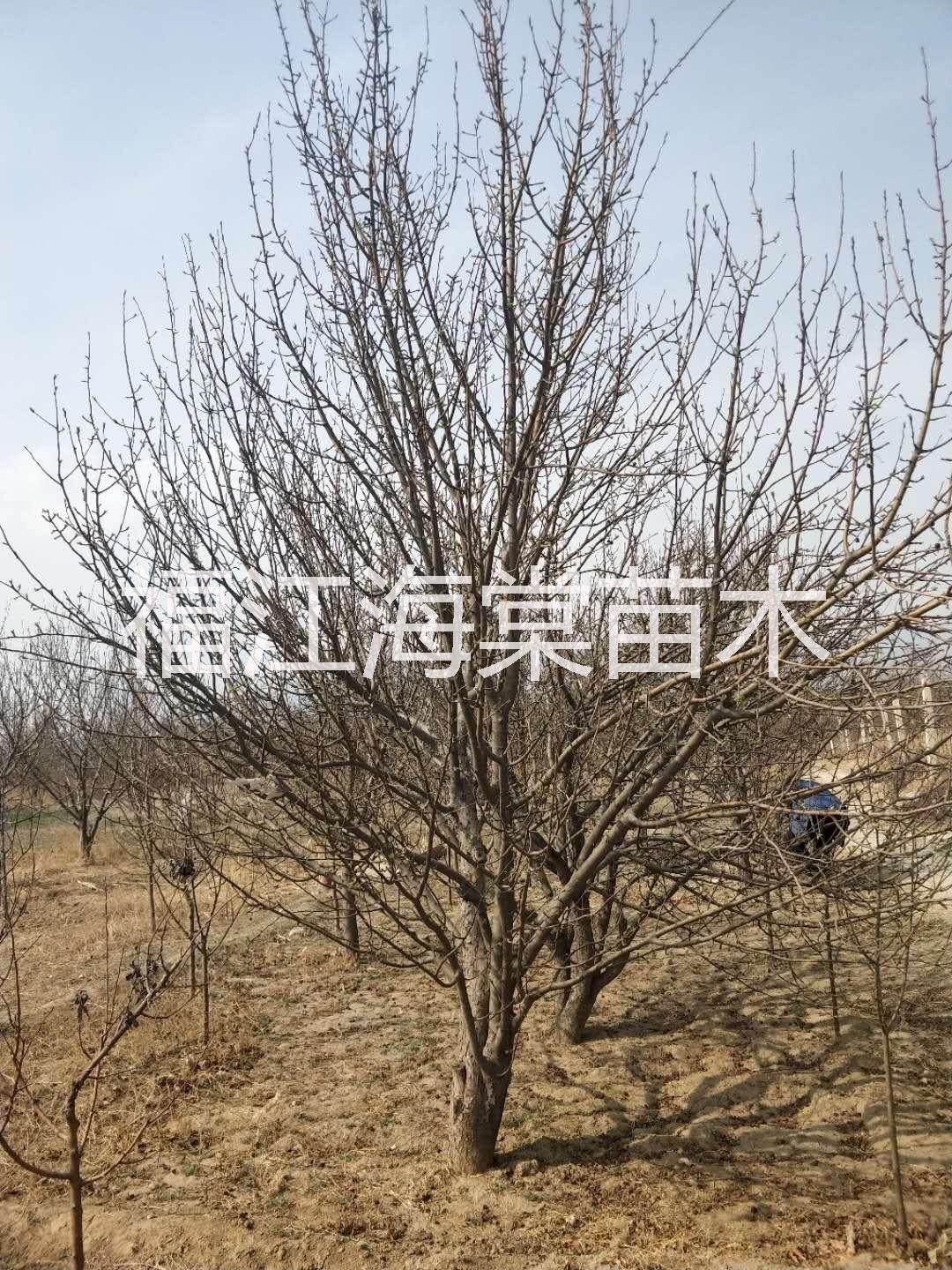 張家口20公分海棠樹供應(yīng)商|張家口綠化海棠樹供應(yīng)商 1-5公分小苗海棠樹20公分海棠大樹