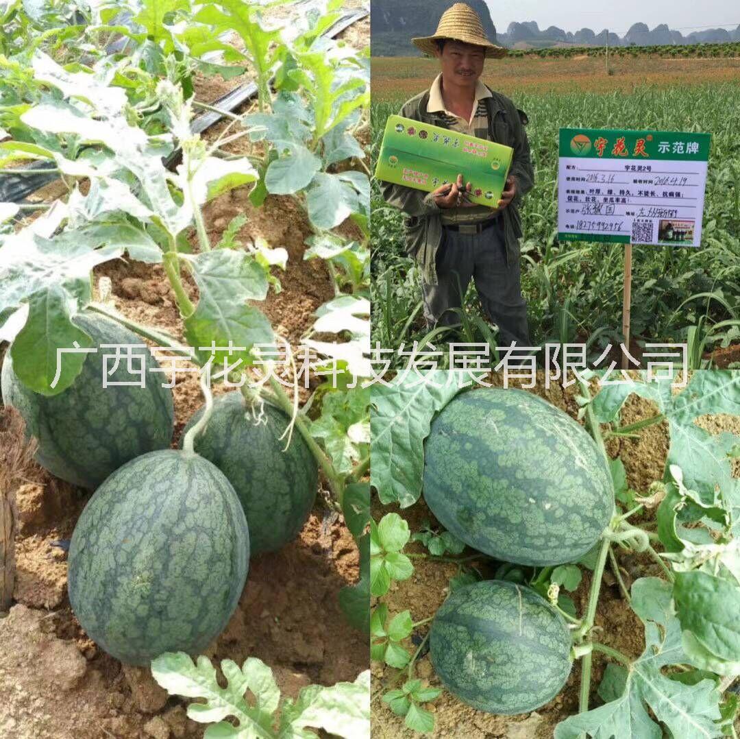 高溫柑橘落果宇花靈2號 高溫柑橘落果