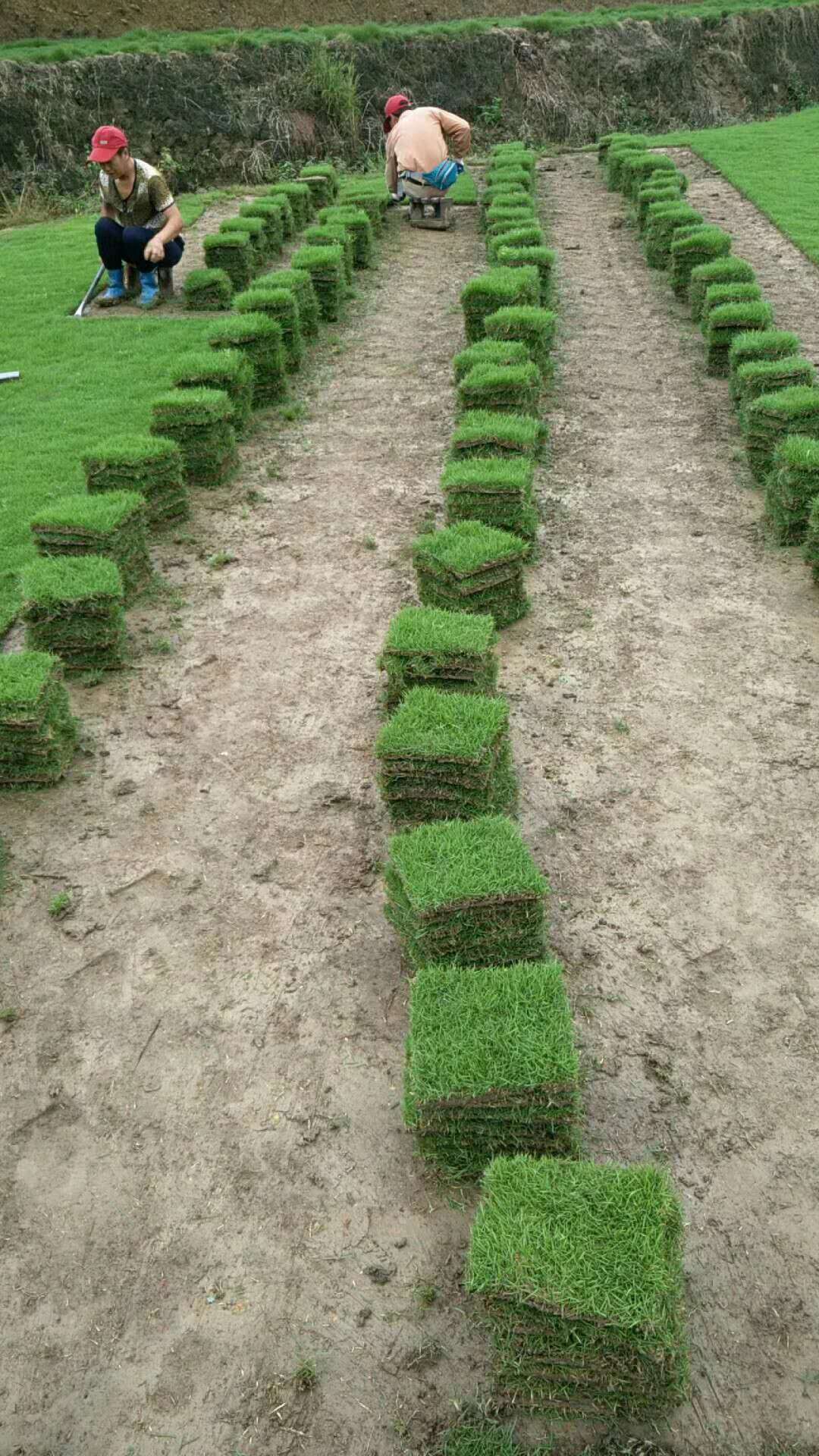 曹紅生郴州馬尼拉草坪馬尼拉草卷批發(fā)  供應馬尼拉草卷   馬尼拉草卷銷售  馬尼拉草價格 馬尼拉報價 馬尼拉草卷