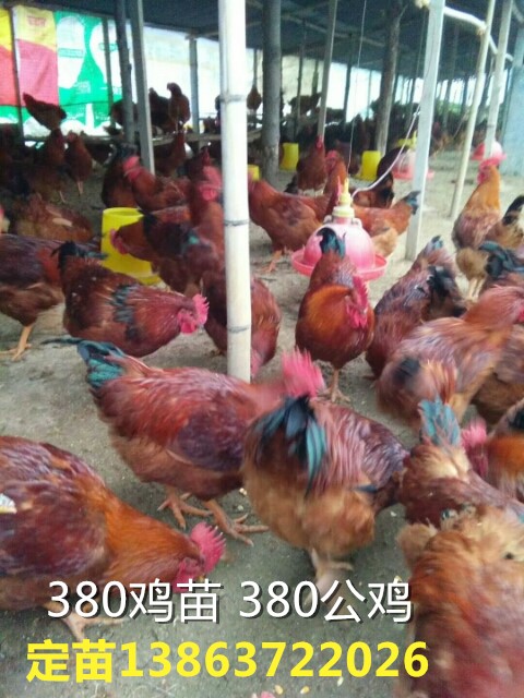 山東紅羽雞苗紅羽公雞苗紅羽母雞苗