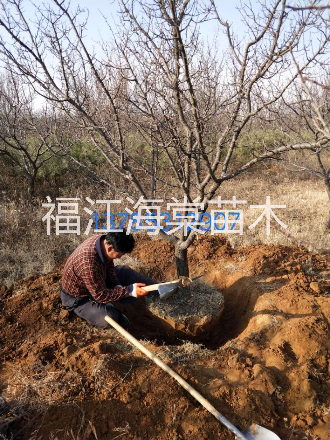 新疆楊樹|山東綠化新疆楊樹供應商|山東綠化新疆楊樹供應商|山東綠化新疆楊樹供應商 新疆楊樹批發(fā)