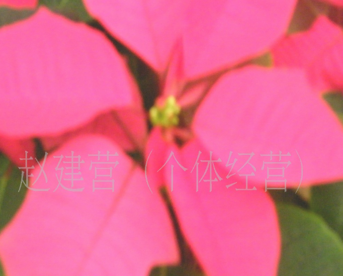 圣誕紅|山東圣誕紅種植基地 山東青州圣誕花卉 一品紅種植 圣誕花卉 一品紅批發(fā)價格