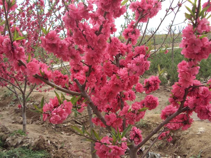 山東紅葉碧桃種植基地直銷價格
