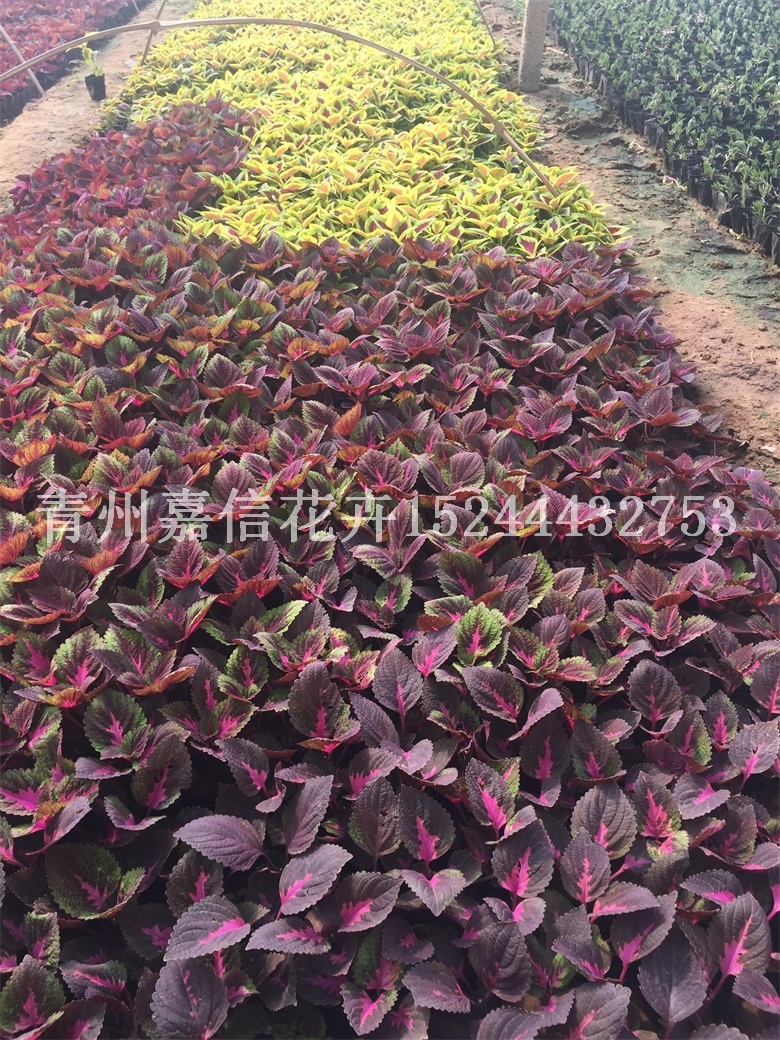 山東彩葉草基地批發(fā)價格 優(yōu)質(zhì)供應商 彩葉草