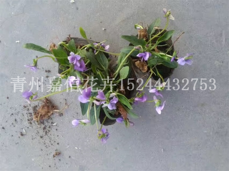 醉蝶花花海 醉蝶花花海報價 醉蝶花花海供應(yīng)商 醉蝶花花海批發(fā)