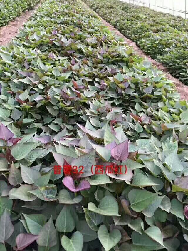 山東紅薯苗基地濟(jì)薯26板栗薯價(jià)格