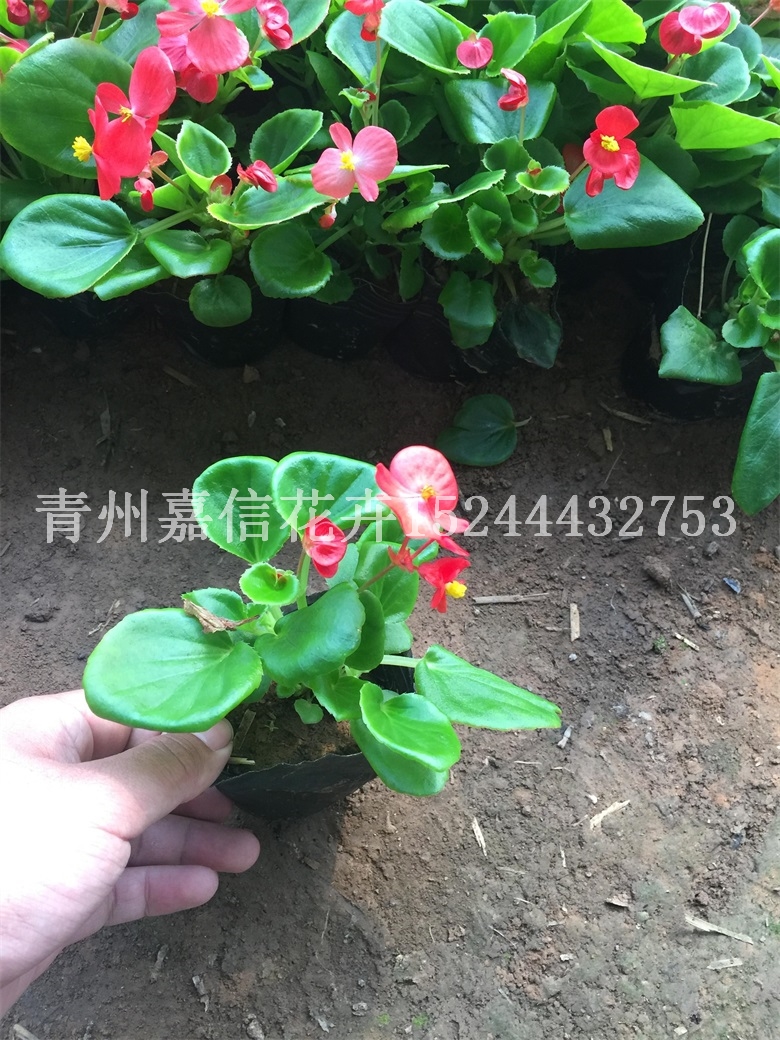四季海棠基地批發(fā) 草花