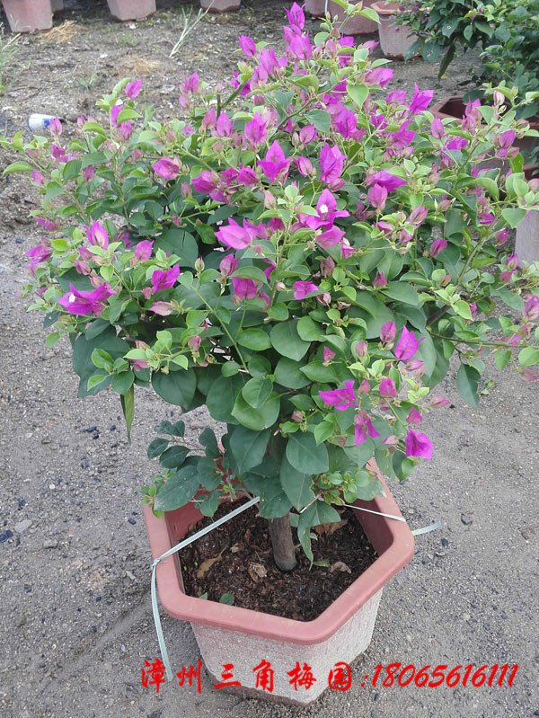 三角梅造型球高度50-8CM 三角梅球 紫色花三角梅 三角梅基地