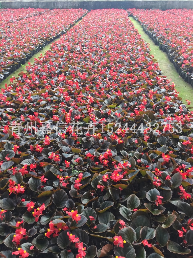 四季海棠基地批發(fā) 草花
