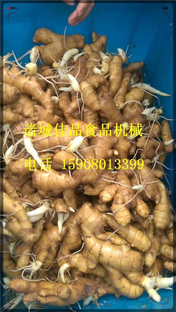 品質(zhì)大姜清洗機(jī) 小黃姜清洗線 鮮姜清洗設(shè)備廠家直銷佳品食品機(jī)械