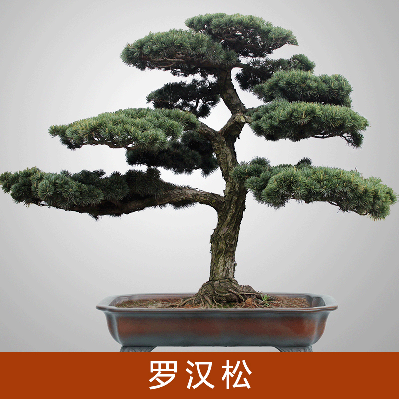 浙江金華兄弟工程苗木基地 羅漢松苗 大葉羅漢松 家庭盆栽 苗圃栽植 四季常青 凈化空氣 舉報(bào) 羅漢松造型 羅漢松幼苗