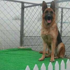 湖北馬犬多少錢一只，3個(gè)多月的馬犬多少錢一只，湖北馬犬幼崽售賣價(jià)格，馬犬幼崽