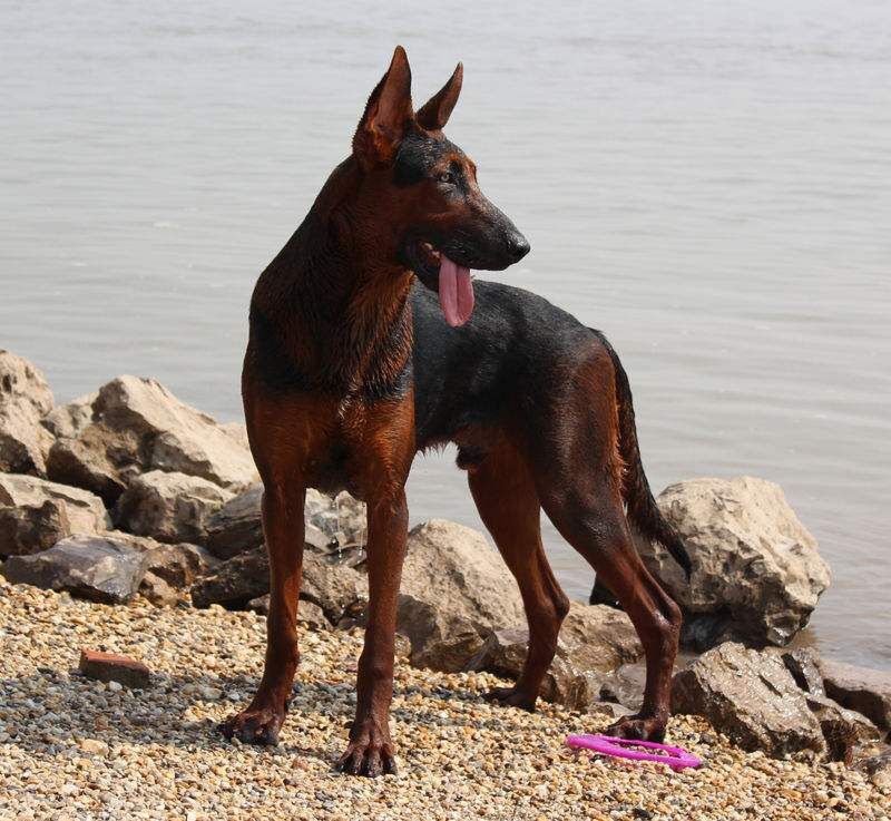 卡斯羅犬的圖片，卡斯羅幼犬多少錢一只，3個(gè)多月的卡斯羅多少錢
