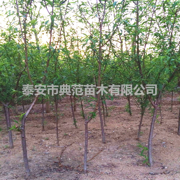 中油20號桃樹苗品種介紹 優(yōu)質(zhì)桃樹苗現(xiàn)挖現(xiàn)賣