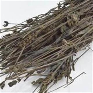 中藥材批發(fā)/中藥材種植/ 貴州鬼羽箭批發(fā) 貴州鬼羽箭供應商 鬼羽箭（黑草）批發(fā)